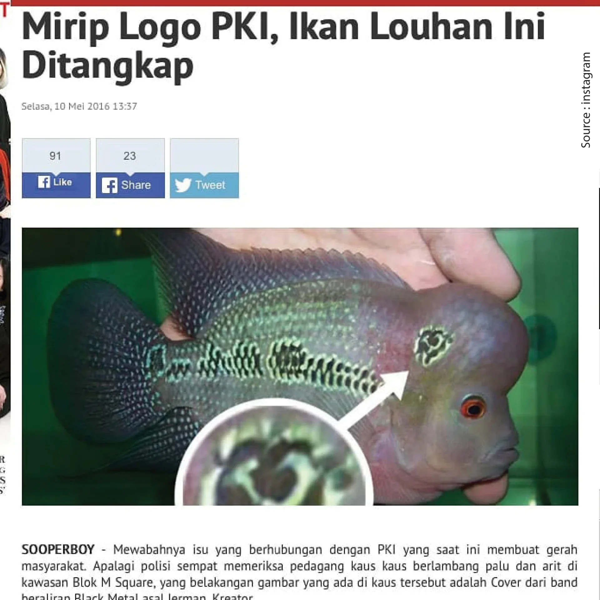ikan louhan